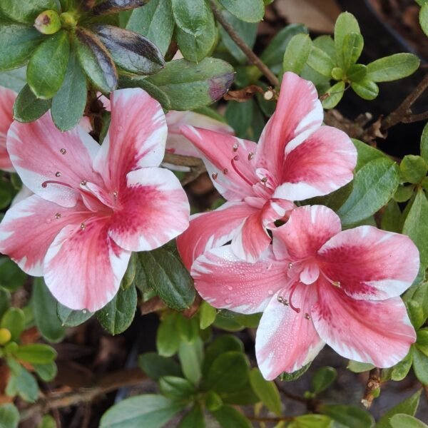 Azalea Encore 'Autumn Sunburst' - Image 3