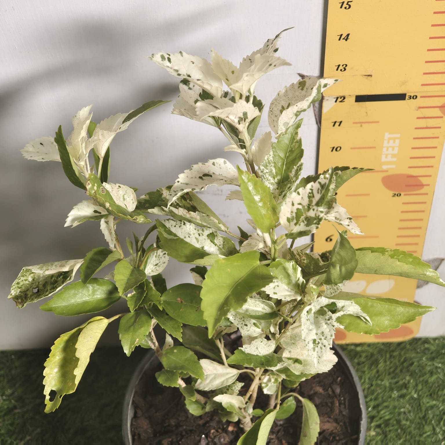 c2b773ec-4171-4120-9d62-f9b846e311ec Hibiscus Variegated - Image 14