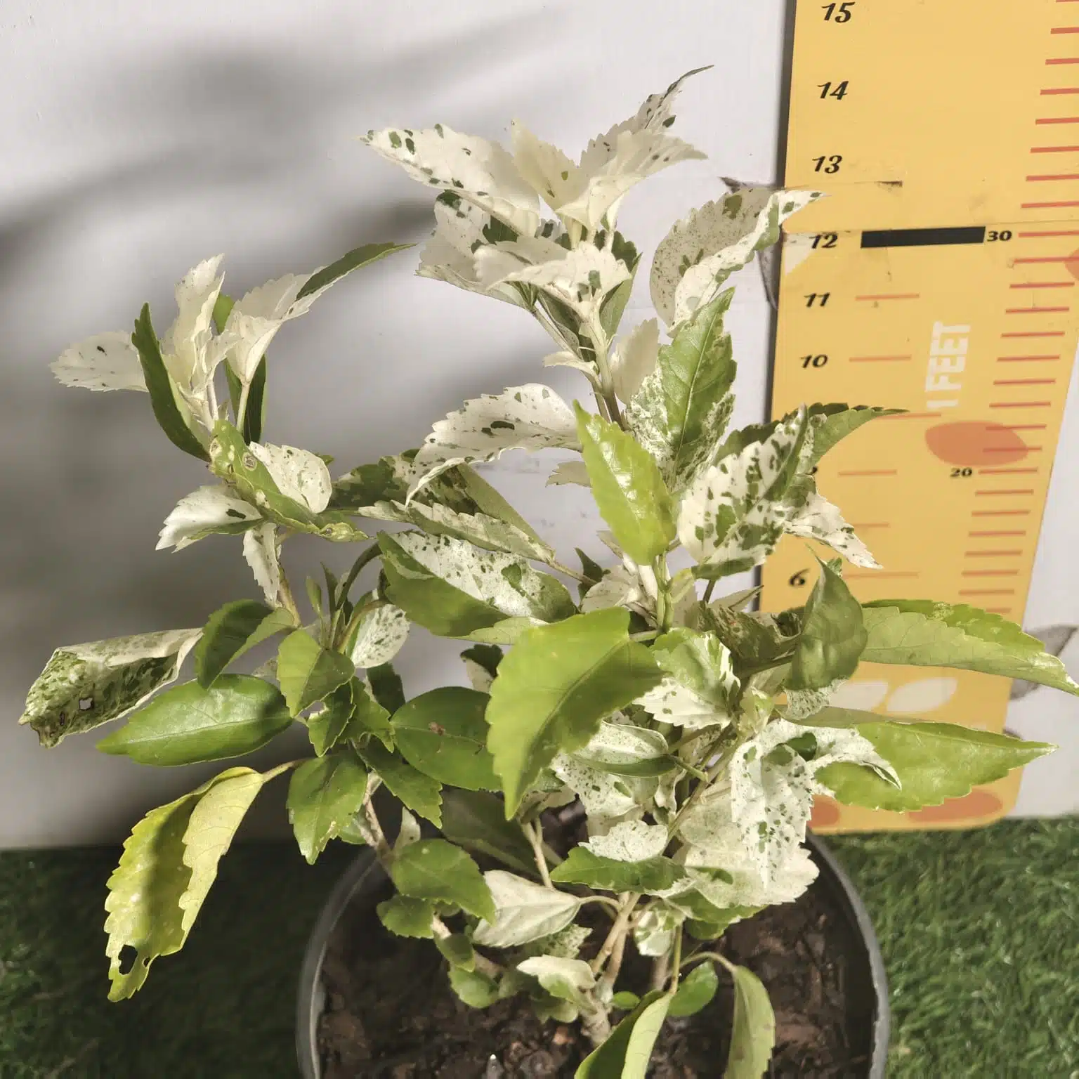 Hibiscus Variegated - Image 14