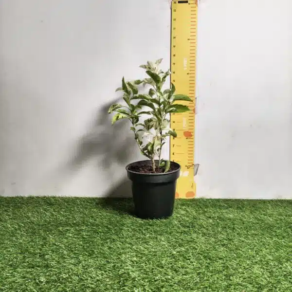 Hibiscus Variegated - Image 2