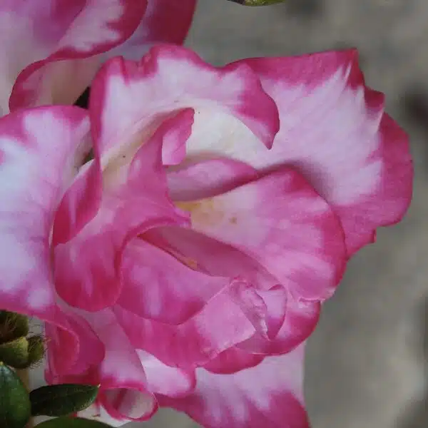 Azalea 'Haru No Hibiki' - Image 9