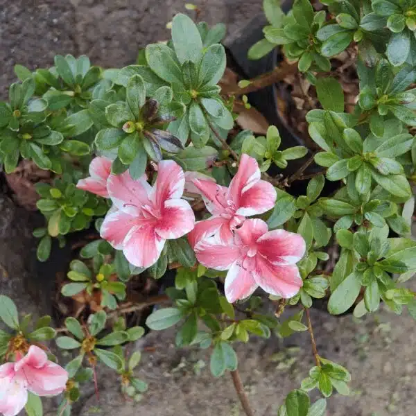 Azalea Encore 'Autumn Sunburst' - Image 2