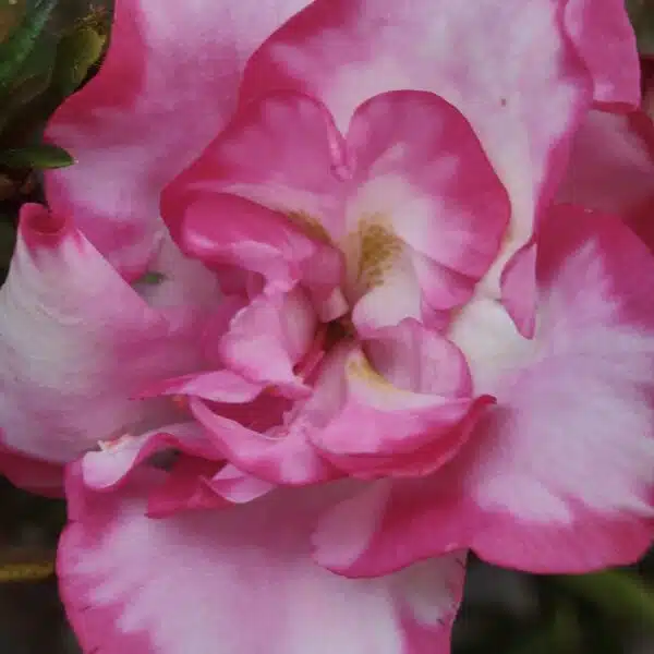 Azalea 'Haru No Hibiki' - Image 12