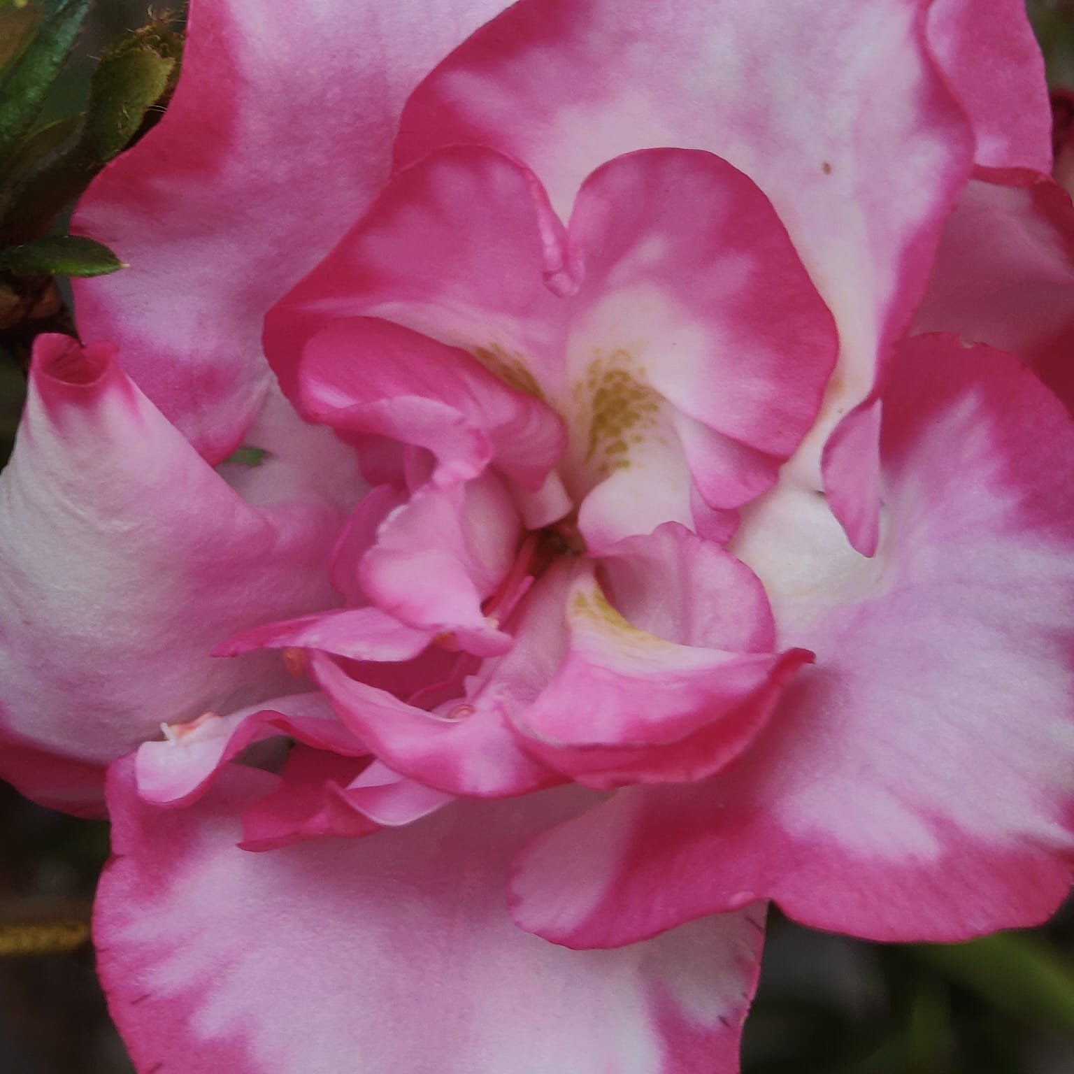 f016a72b-bb8d-4762-b3f1-5cd3305aebe2 Azalea 'Haru No Hibiki' - Image 12