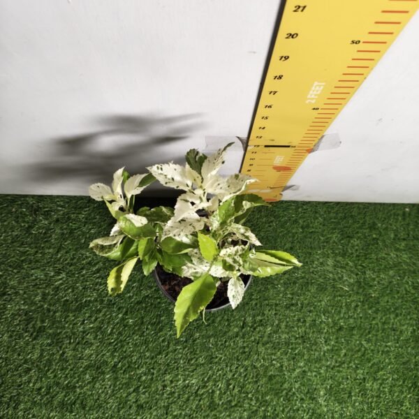 Hibiscus Variegated - Image 11