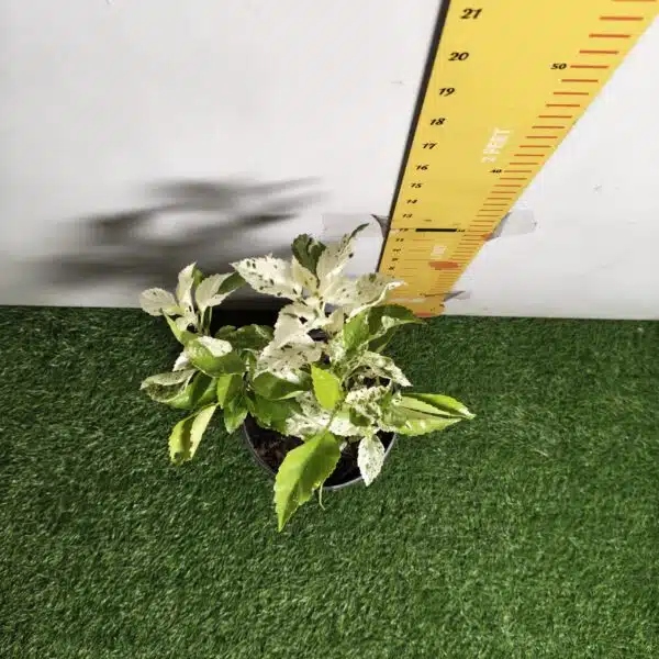 Hibiscus Variegated - Image 11