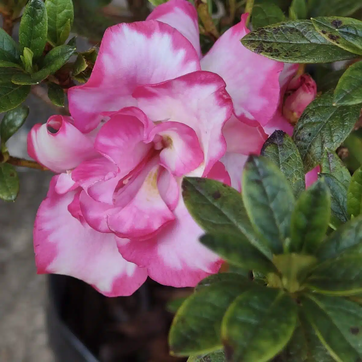 Azalea 'Haru No Hibiki' - Image 10