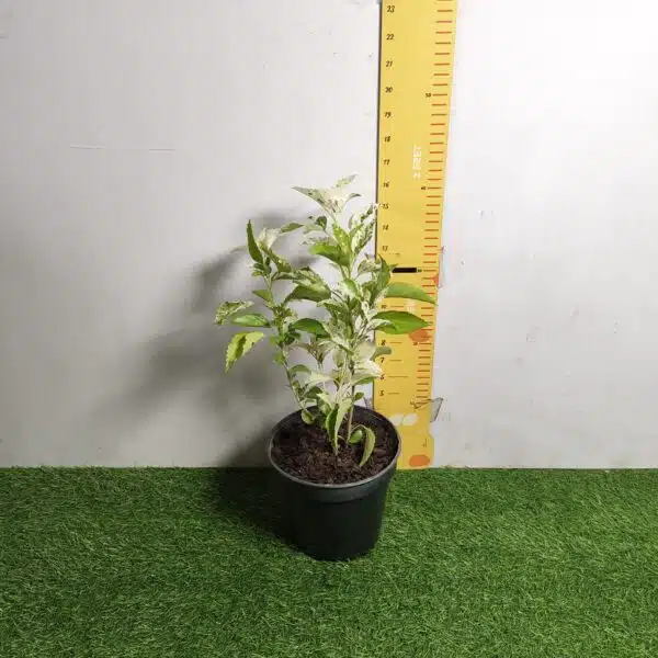 Hibiscus Variegated - Image 7