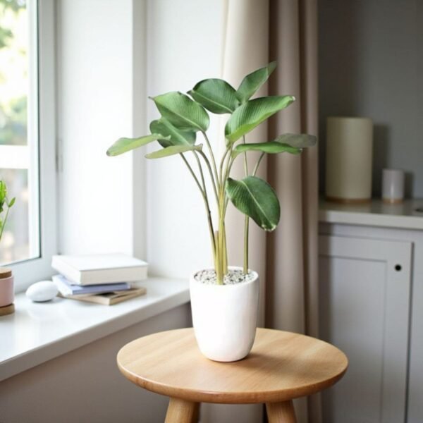 Calathea Lutea (Mexican cigar plant) - Image 3