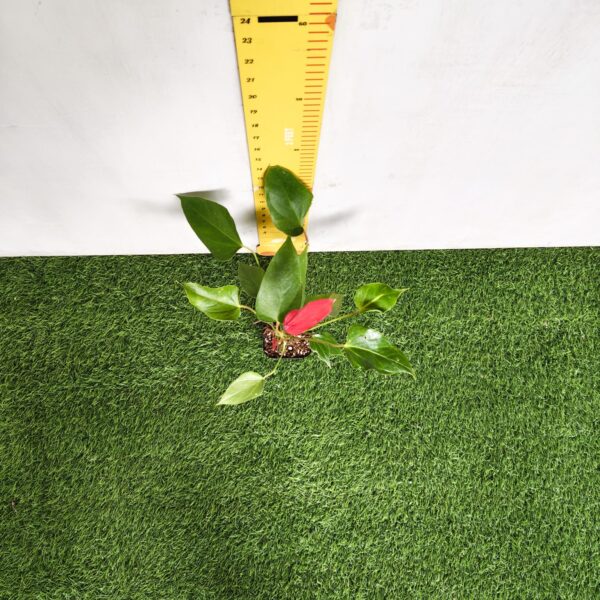 Anthurium Banderola Lava - Image 6