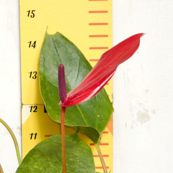 Anthurium Banderola Lava - Image 5