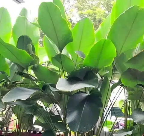 Calathea Lutea (Mexican cigar plant) - Image 4