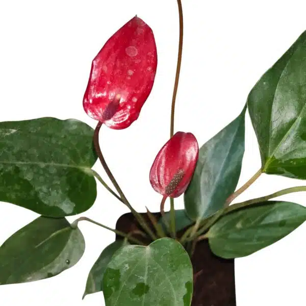 Anthurium Banderola Lava - Image 5