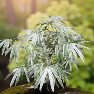 White Bamboo (Hibanobambusa tranquillans ‘Shiroshima’)