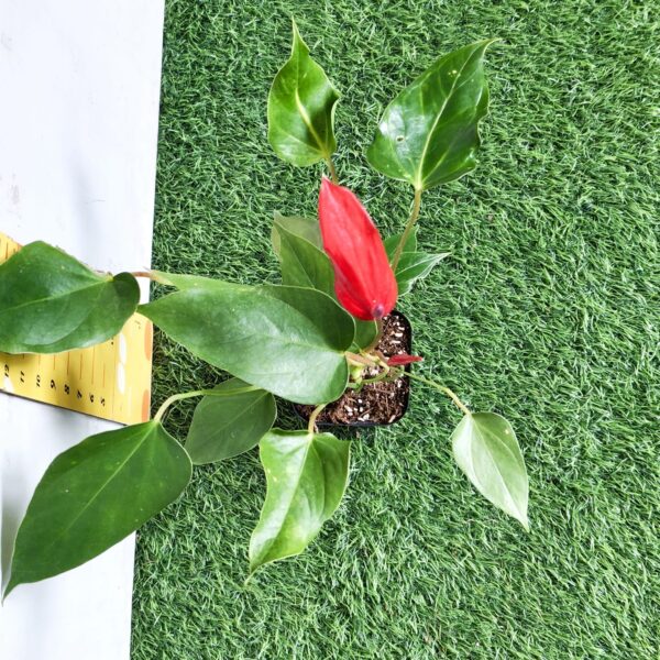 Anthurium Banderola Lava - Image 9