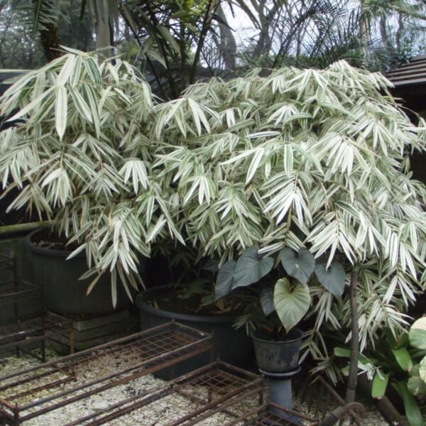 White Bamboo (Hibanobambusa tranquillans ‘Shiroshima') - Image 3
