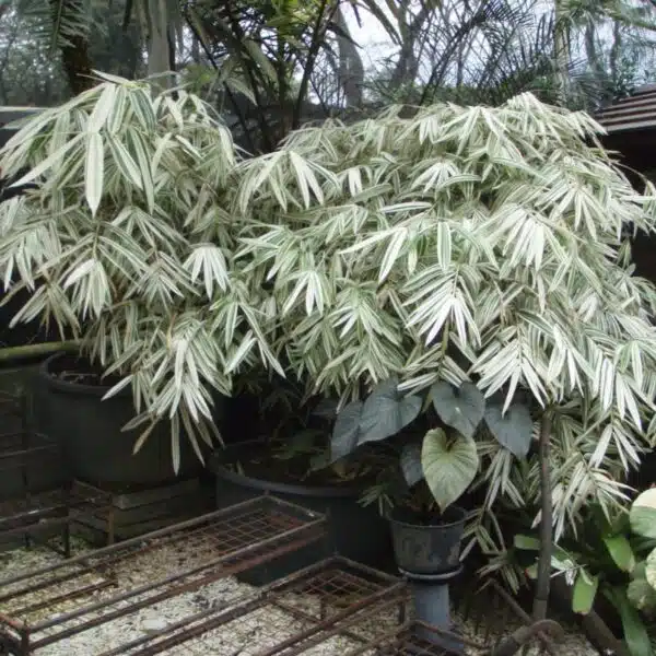 White Bamboo (Hibanobambusa tranquillans ‘Shiroshima') - Image 7