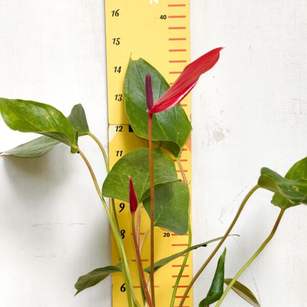 Anthurium Banderola Lava - Image 4