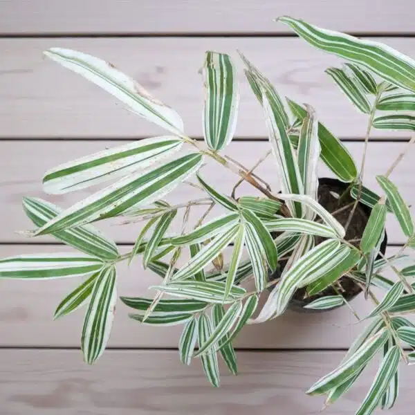 White Bamboo (Hibanobambusa tranquillans ‘Shiroshima') - Image 4