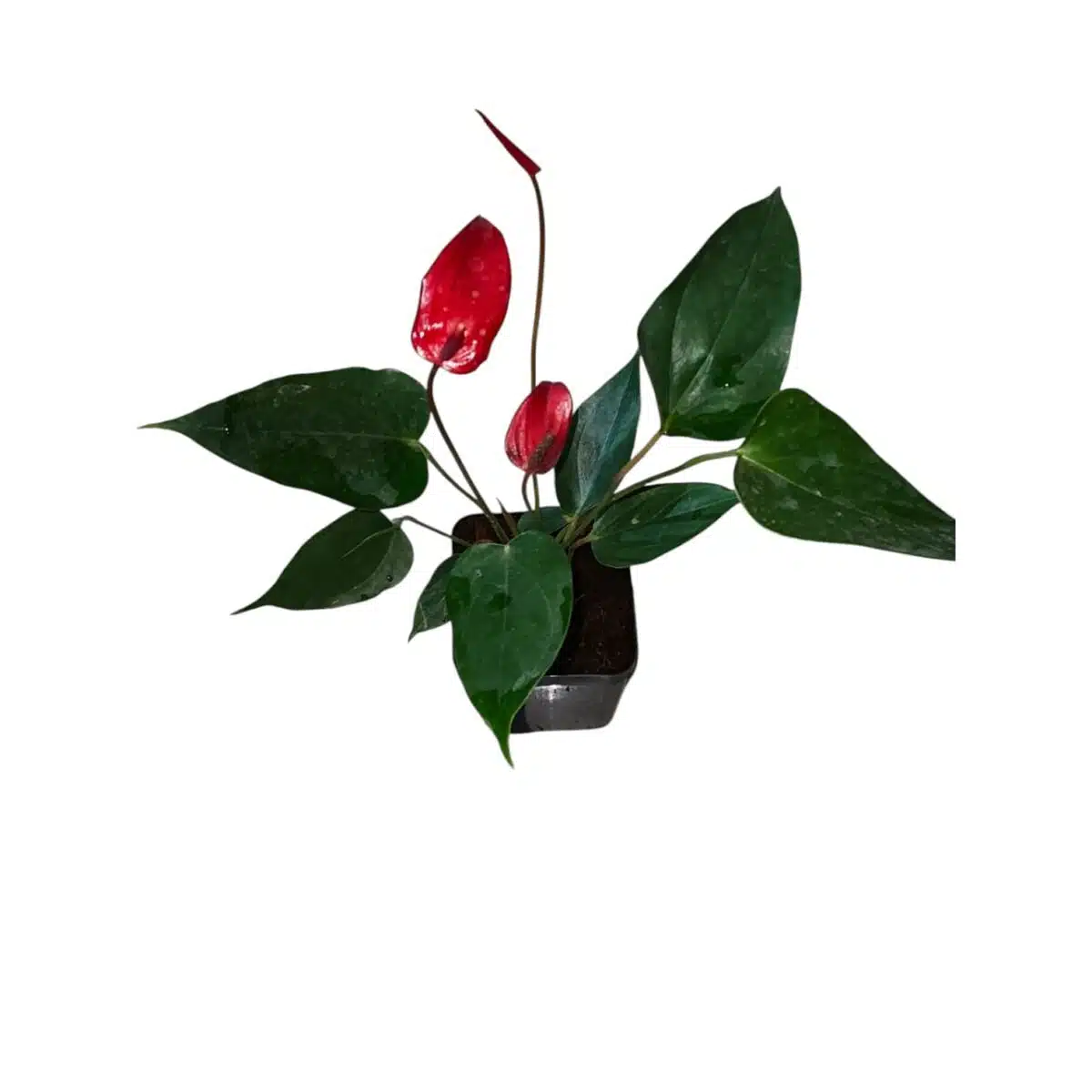 Anthurium Banderola Lava - Image 2