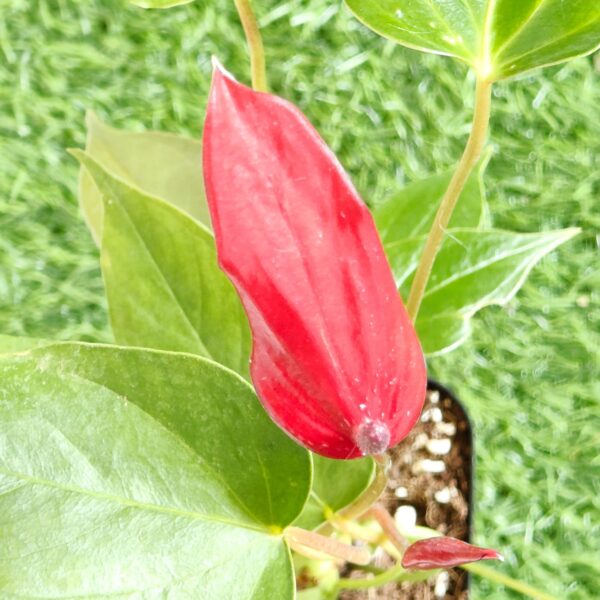 Anthurium Banderola Lava - Image 10