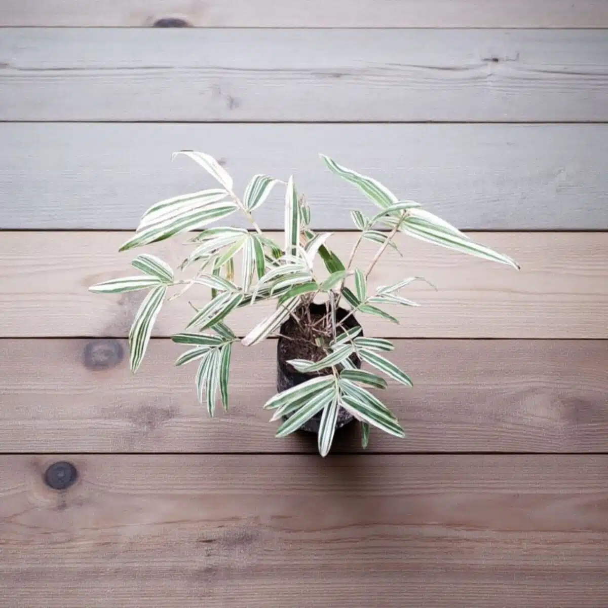 White Bamboo (Hibanobambusa tranquillans ‘Shiroshima') - Image 2