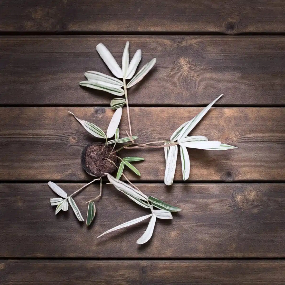 White Bamboo (Hibanobambusa tranquillans ‘Shiroshima') - Image 5