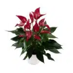 Anthurium Banderola Lava plant