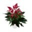 Anthurium Banderola Lava plant