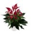 Anthurium Banderola Lava plant