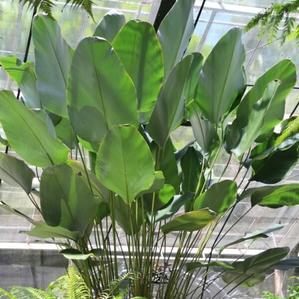 Calathea Lutea (Mexican cigar plant) - Image 6