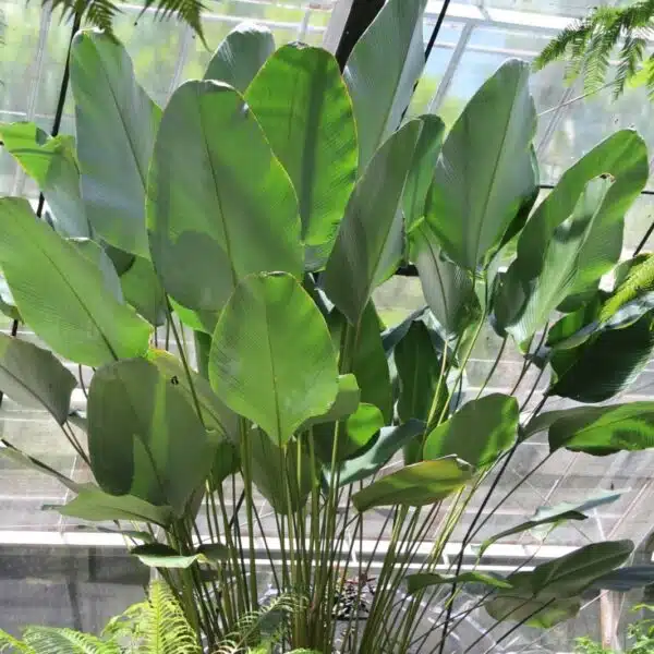Calathea Lutea (Mexican cigar plant) - Image 6