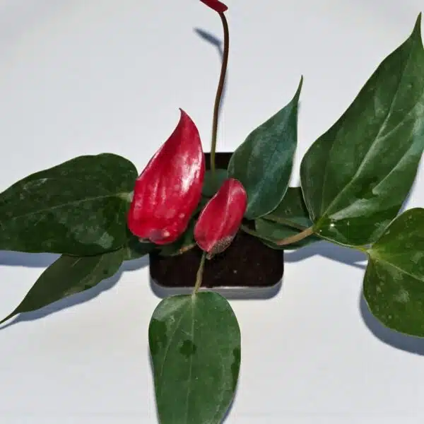 Anthurium Banderola Lava - Image 4