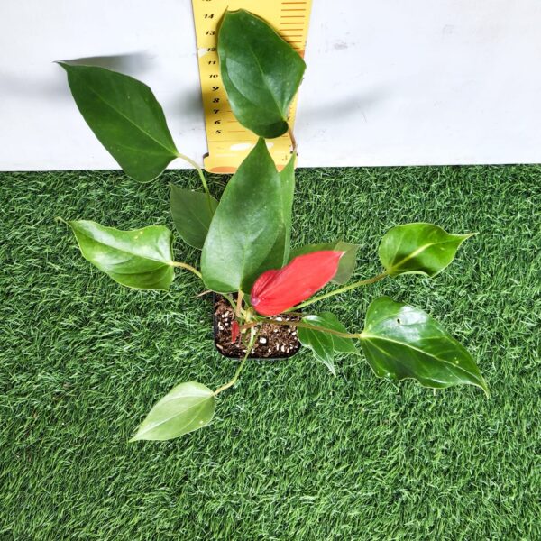 Anthurium Banderola Lava - Image 7