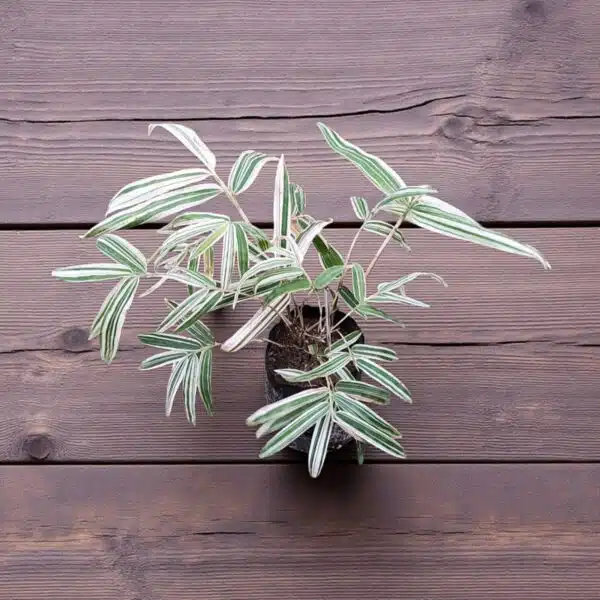 White Bamboo (Hibanobambusa tranquillans ‘Shiroshima') - Image 3