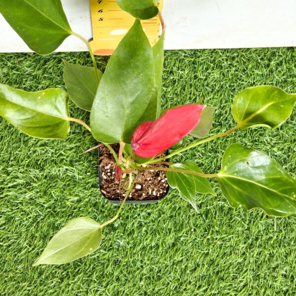 Anthurium Banderola Lava - Image 8