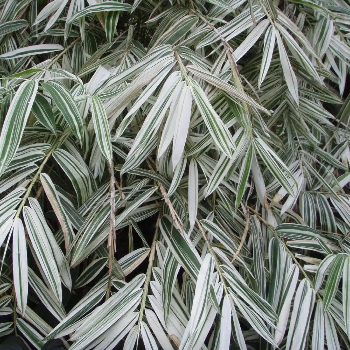 White Bamboo (Hibanobambusa tranquillans ‘Shiroshima') - Image 6