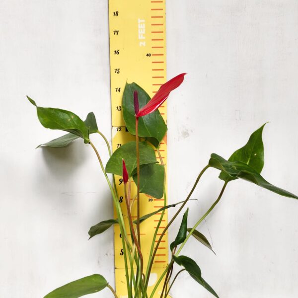 Anthurium Banderola Lava - Image 3