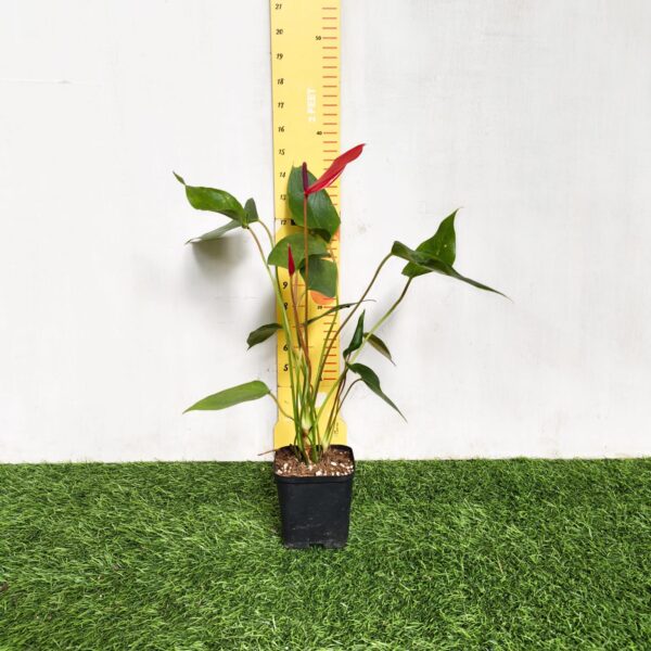 Anthurium Banderola Lava - Image 2