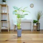 Calathea Lutea (Mexican cigar plant)