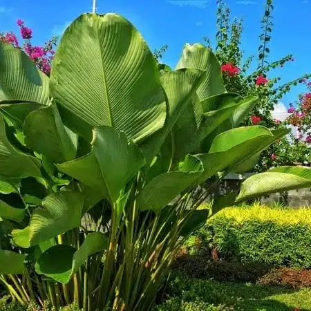Calathea Lutea (Mexican cigar plant) - Image 5