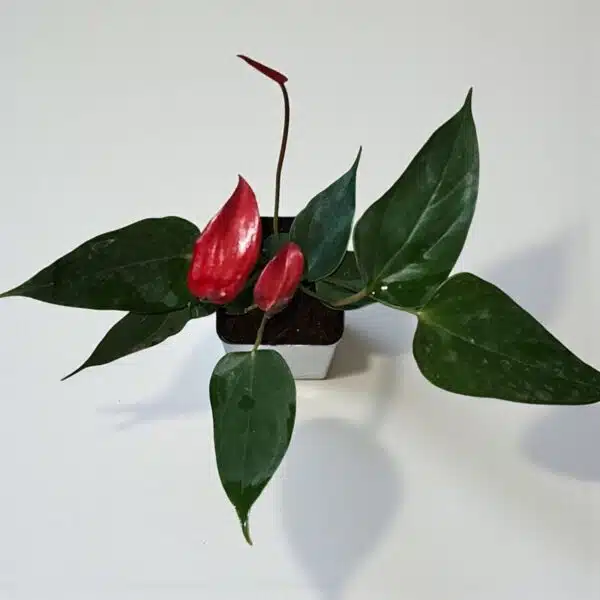 Anthurium Banderola Lava - Image 3