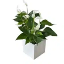 Anthurium Banderola Cava - Image 14