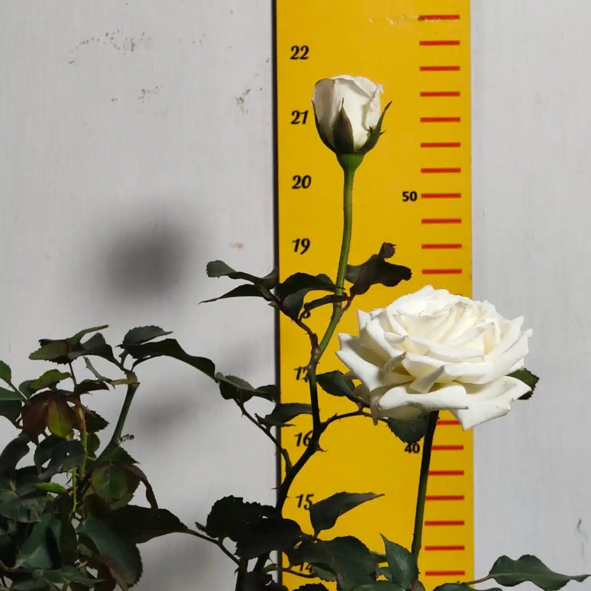 Rose White Grafted - Image 11