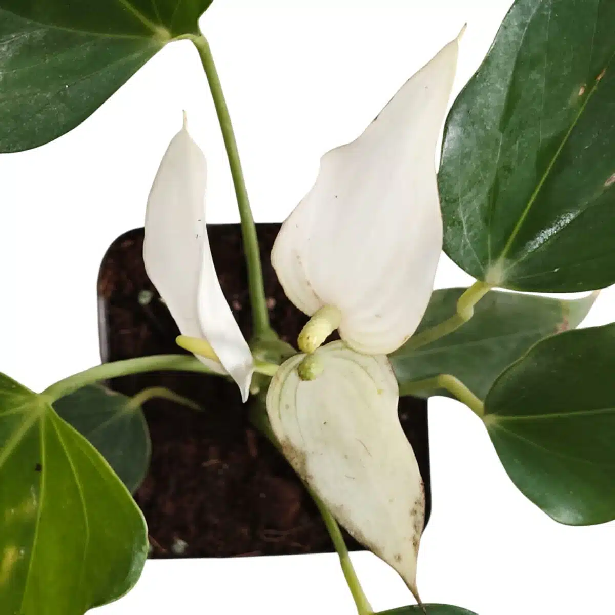 Anthurium Banderola Cava - Image 5
