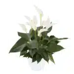 Anthurium Banderola Cava