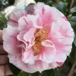 Camellia Tomorrow's Dawn