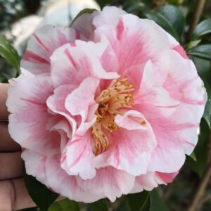 Camellia Tomorrow’s Dawn
