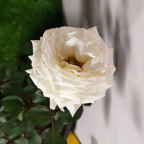 Rose White Grafted - Image 21