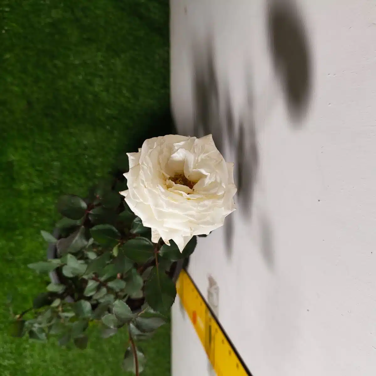 Rose White Grafted - Image 20